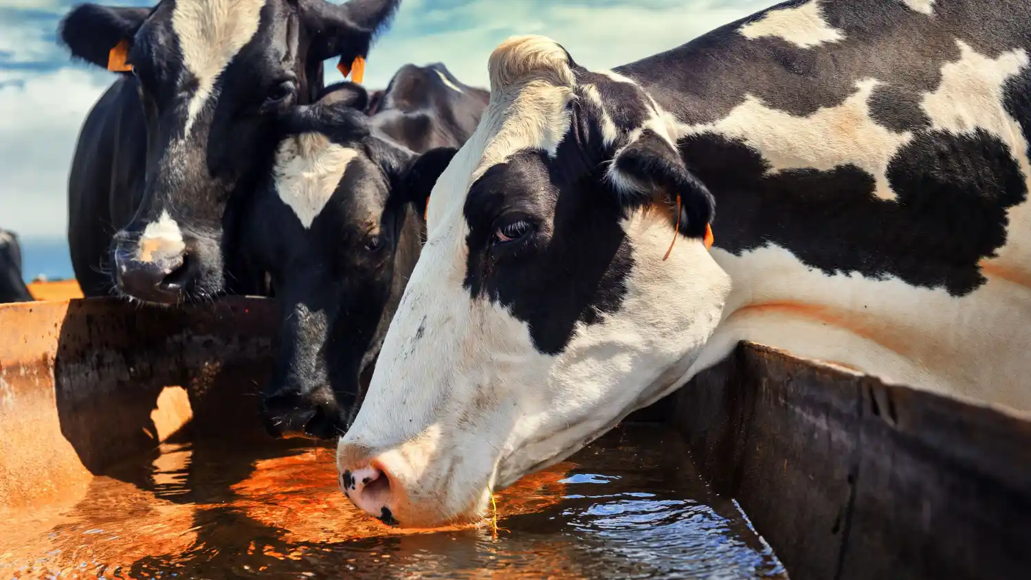 En este informe se destaca la importancia de controlar el agua que beben las vacas en la producción ganadera.