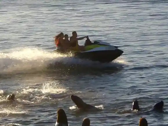 El hombre que pasó cerca de los lobos marinos en una moto de agua podría enfrentar una multa de $2.000.000