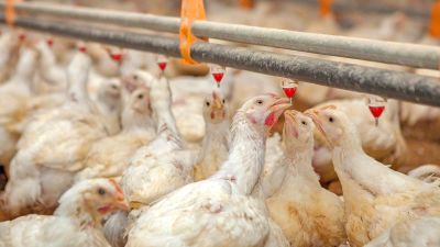 Confirmaron un caso de gripe aviar en Entre Ríos
