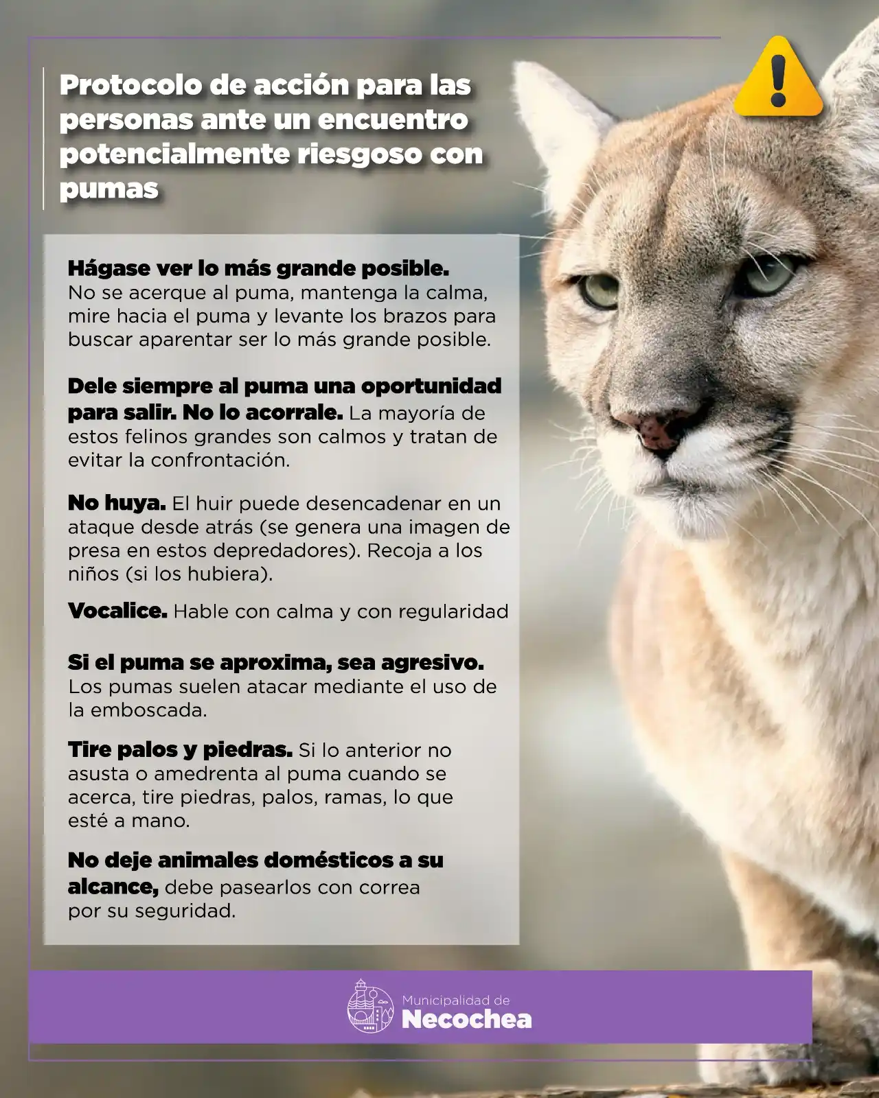 puma recomendaciones