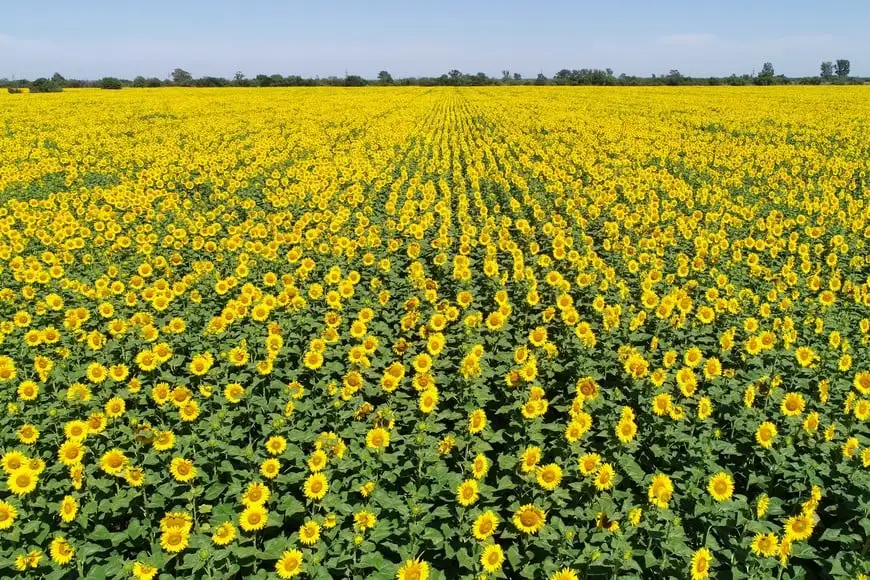 Soja, maíz y girasol: impacto positivo de las lluvias con focos de incertidumbre