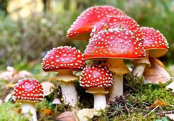 Amanita muscaria, el hongo que consumieron los tres pacientes internados en terapia intensiva