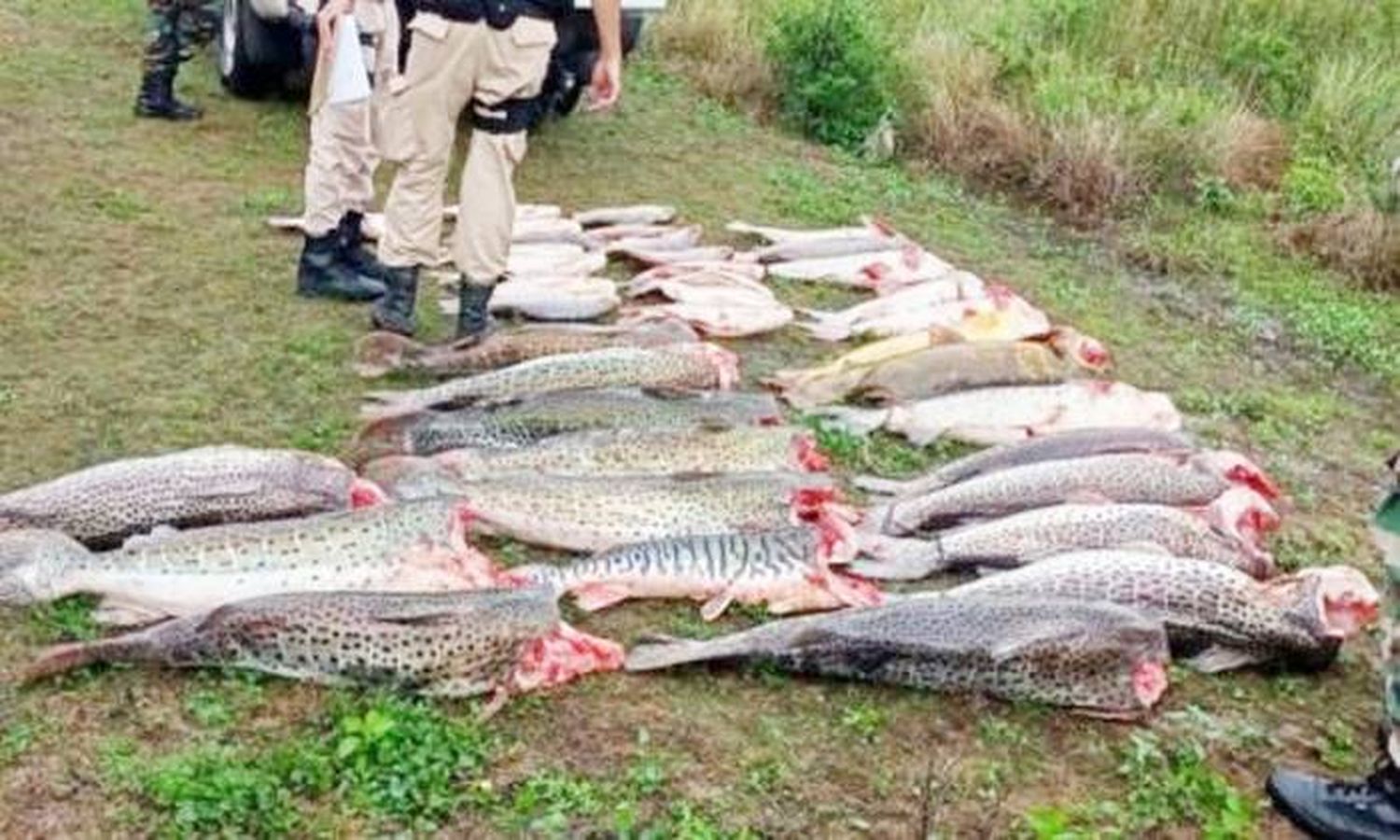 Ambientalista  advierte sobre la  depredación de peces en el Río Paraná