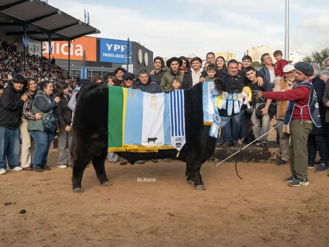El mejor Angus del país salió de la Cabaña Don José, de La Dulce