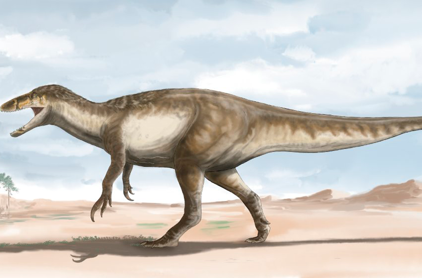 Valioso hallazgo en Santa Cruz: encontraron los restos de un gigante megarraptor, el más grande encontrado hasta el momento