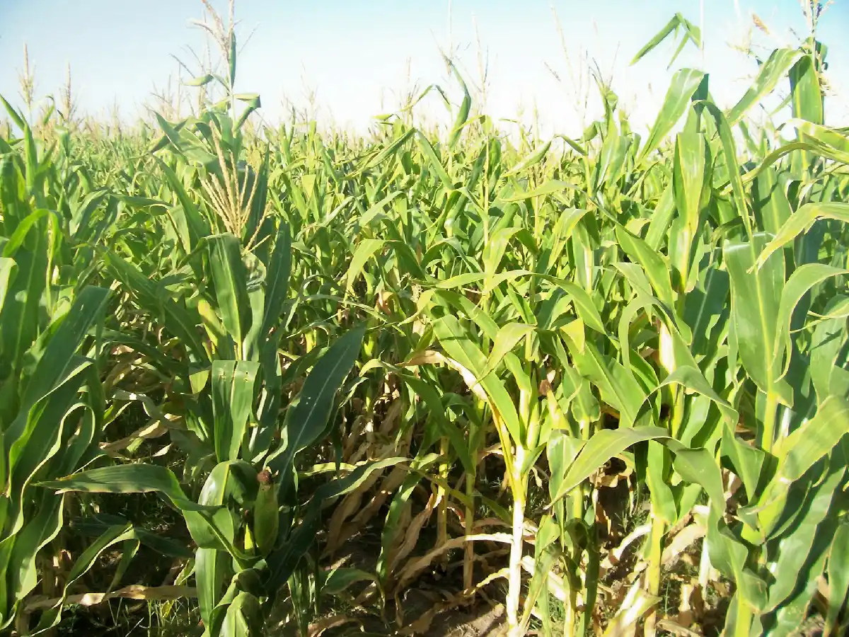 Maíz tardío: tres factores que ejercen presión bajista 