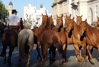 Por falta de recursos para limpiar la bosta de los caballos, cancelaron el desfile de la Tradición