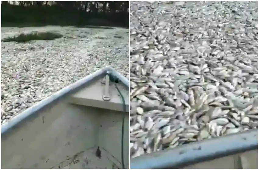 Impactante: navegaban en lancha y se encontraron con un cementerio de peces en el agua