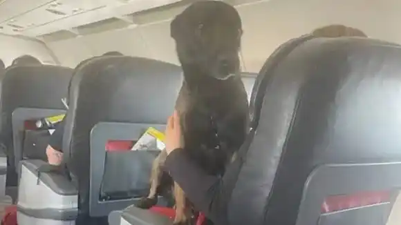 ¡HONOR A QUIEN HONOR MERECE! Turquía regresa a perros rescatistas en primera clase de avión