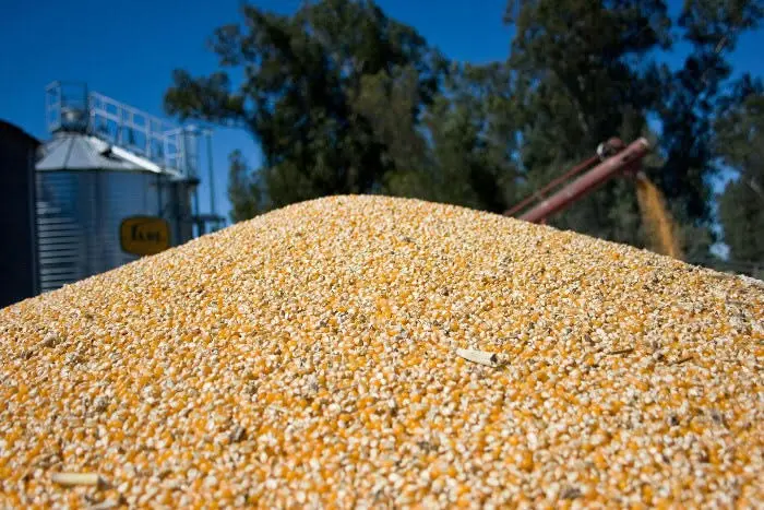 Esperan una producción récord de maíz