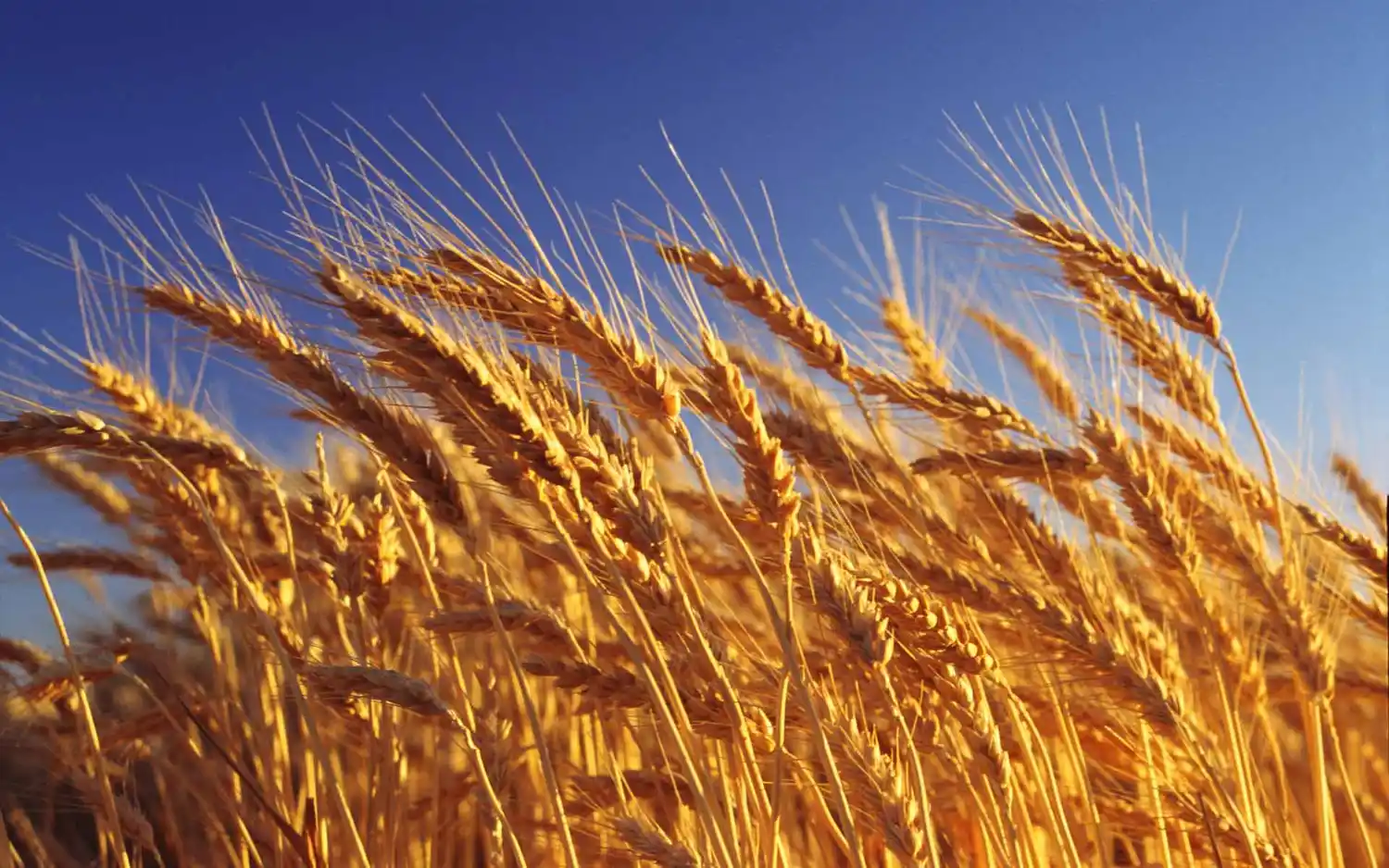 Brasil se comprometió a aumentar la importación de trigo y harina