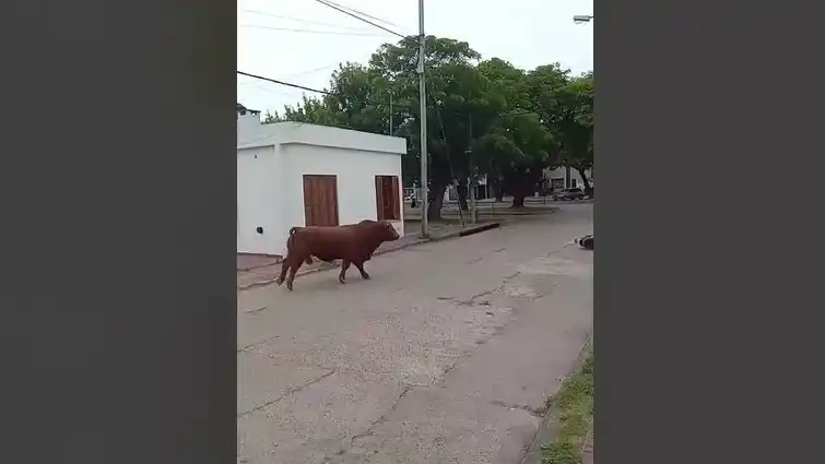 Nogoyá :un toro suelto derribó tres motos y trató de ingresar a un comercio-Video
