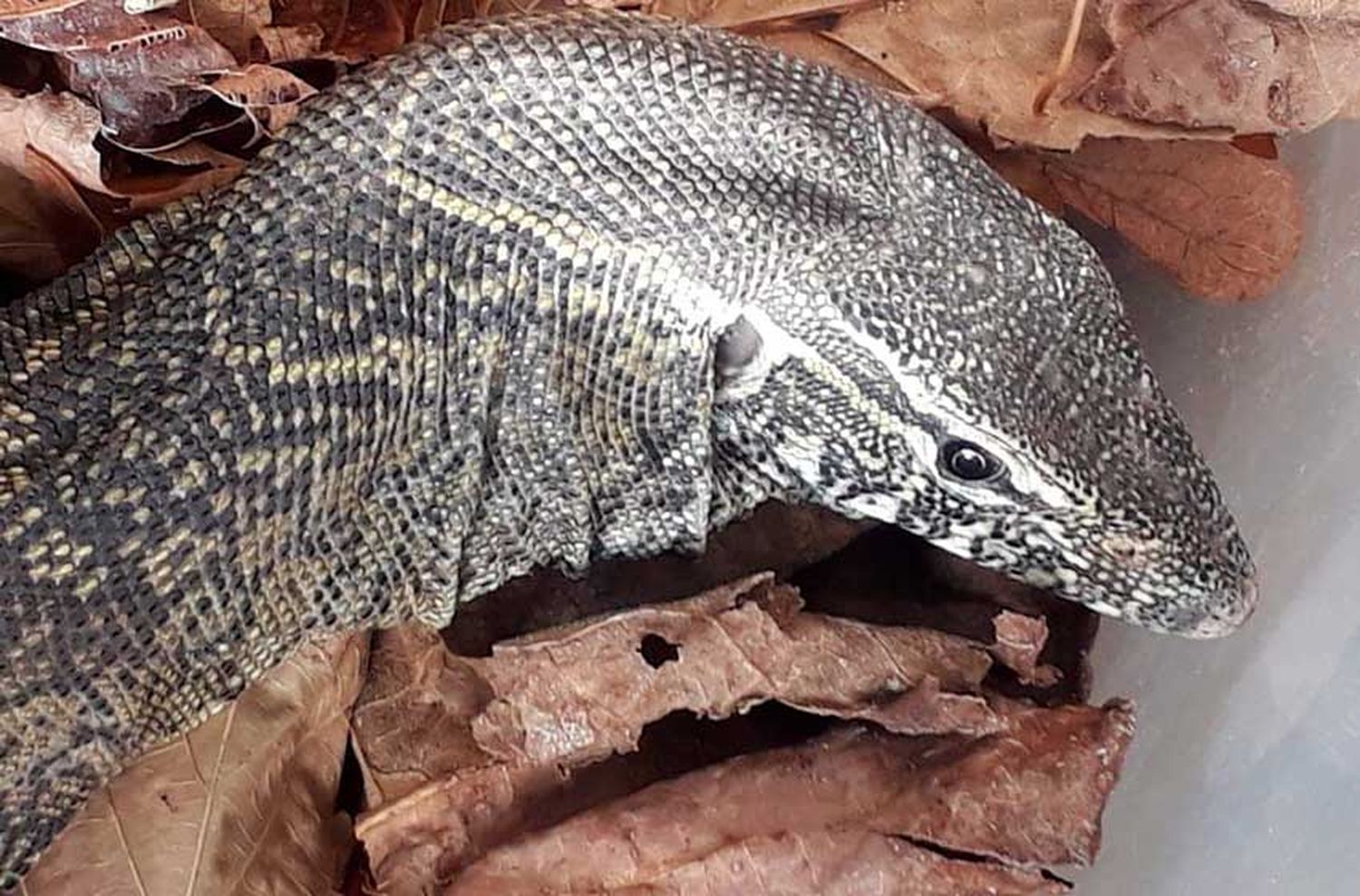 Hallan extraño reptil en el patio de una casa en Mar del Plata