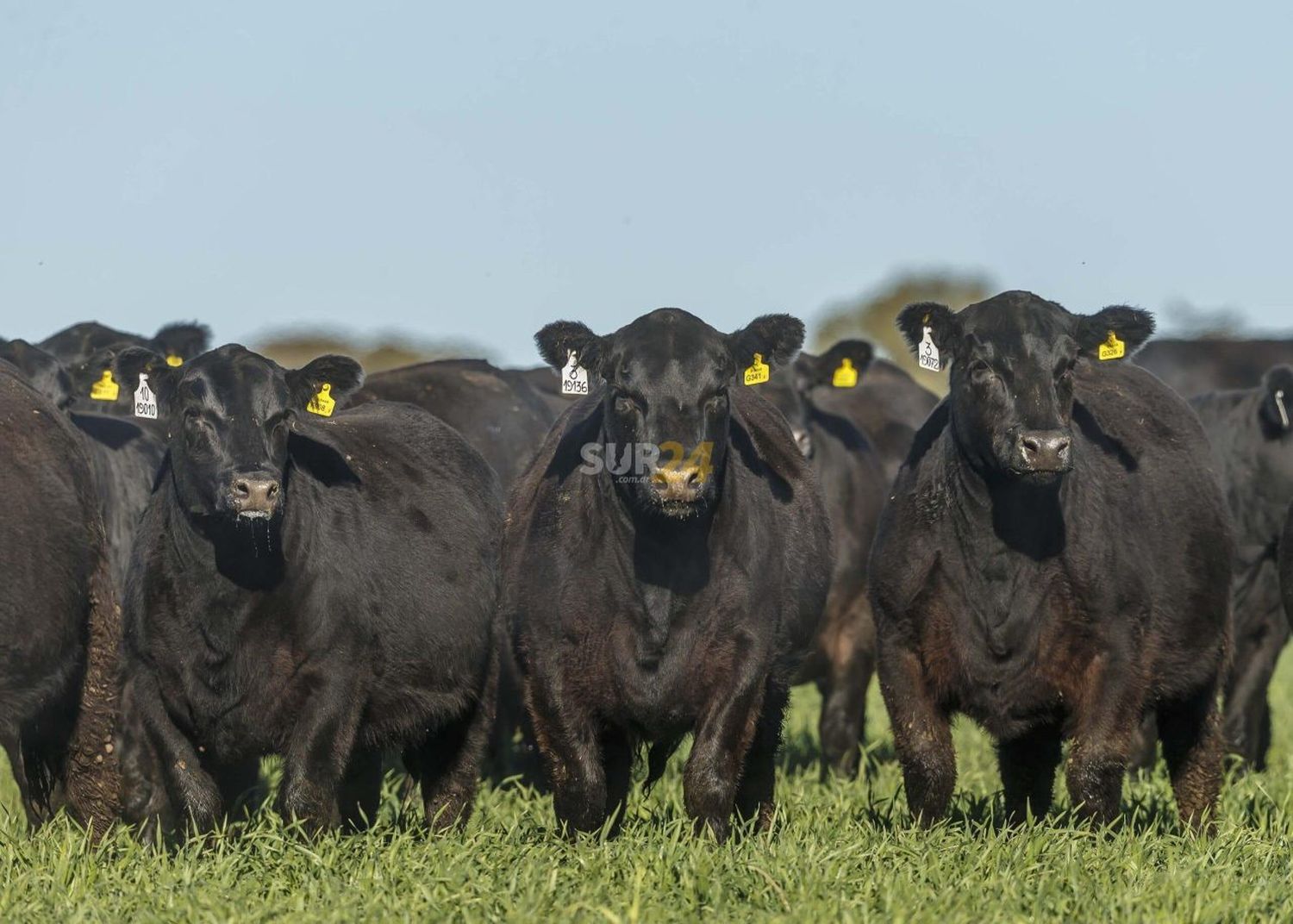 Villa Cañás: sacrificaron tres toros que invadieron un campo vecino