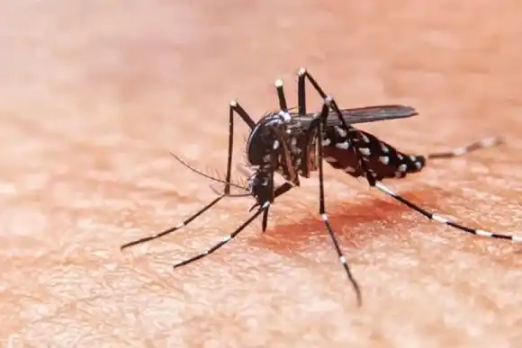 Dengue: tercera semana con descenso de la curva de casos