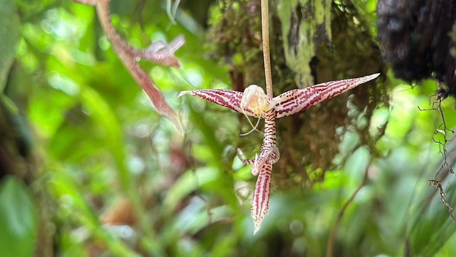 Descubren una nueva orquídea vinotinto en Colombia