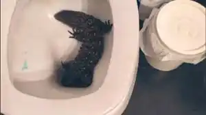 Video: Una chica de La Plata se levantó para ir al baño y se encontró con un lagarto overo dentro del inodoro