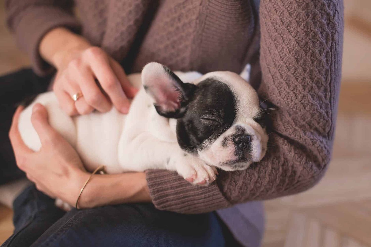Carta a un perro (humor) ?