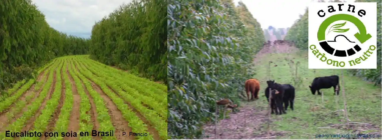 Sistemas agrosilvopastoriles. Árboles con agricultura y ganadería