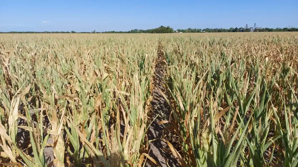 El oeste bonaerense comienza a complicarse por la falta de agua: impacto en el maíz