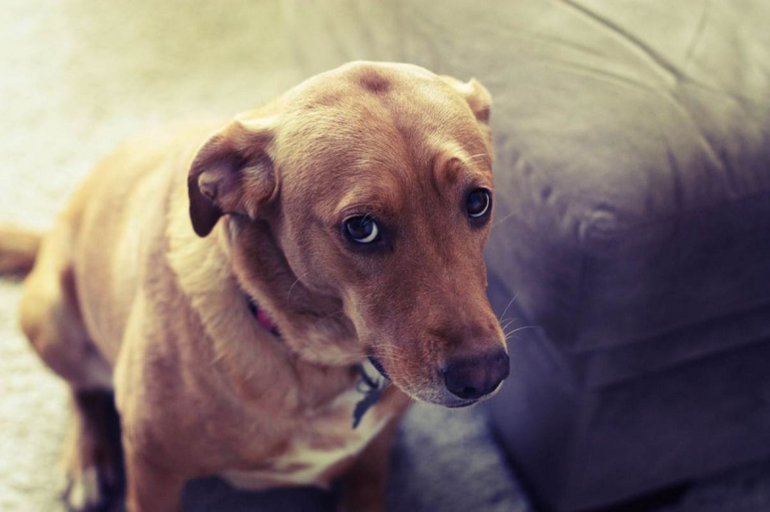 El perro con más culpa del mundo