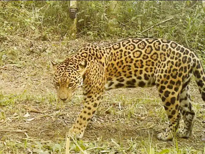 Brasil y Argentina monitorearán yaguaretés con más de 250 cámaras