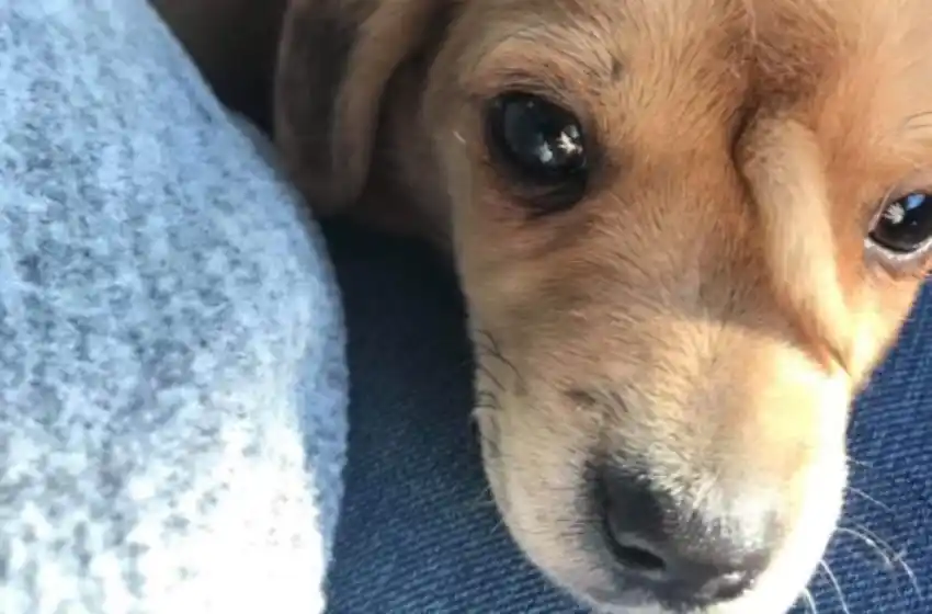 Narwhal, el cachorro rescatado que tiene una cola en la frente