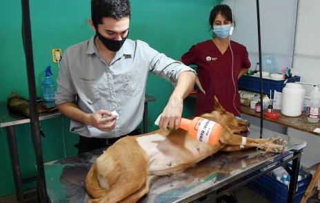 Cronograma de castraciones en los barrios
