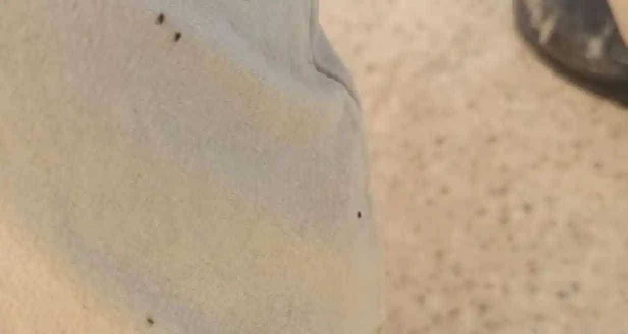 Todos a clases virtuales por una invasión de pulgas en una escuela uruguaya