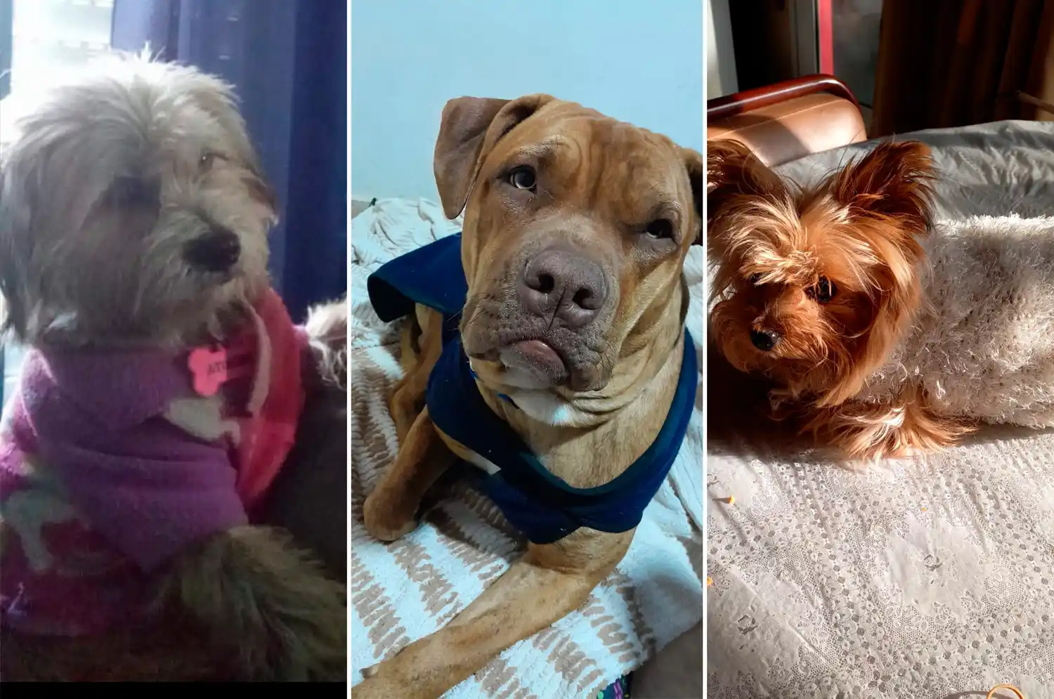 Fotos de oyentes de radio rafaela perros mascotas abrigadas frio - 8