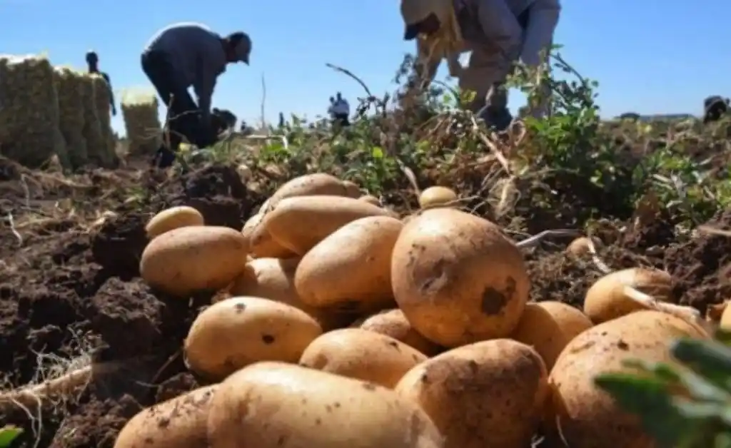 En Argentina hay excedente de papas y comenzaron a donarlas