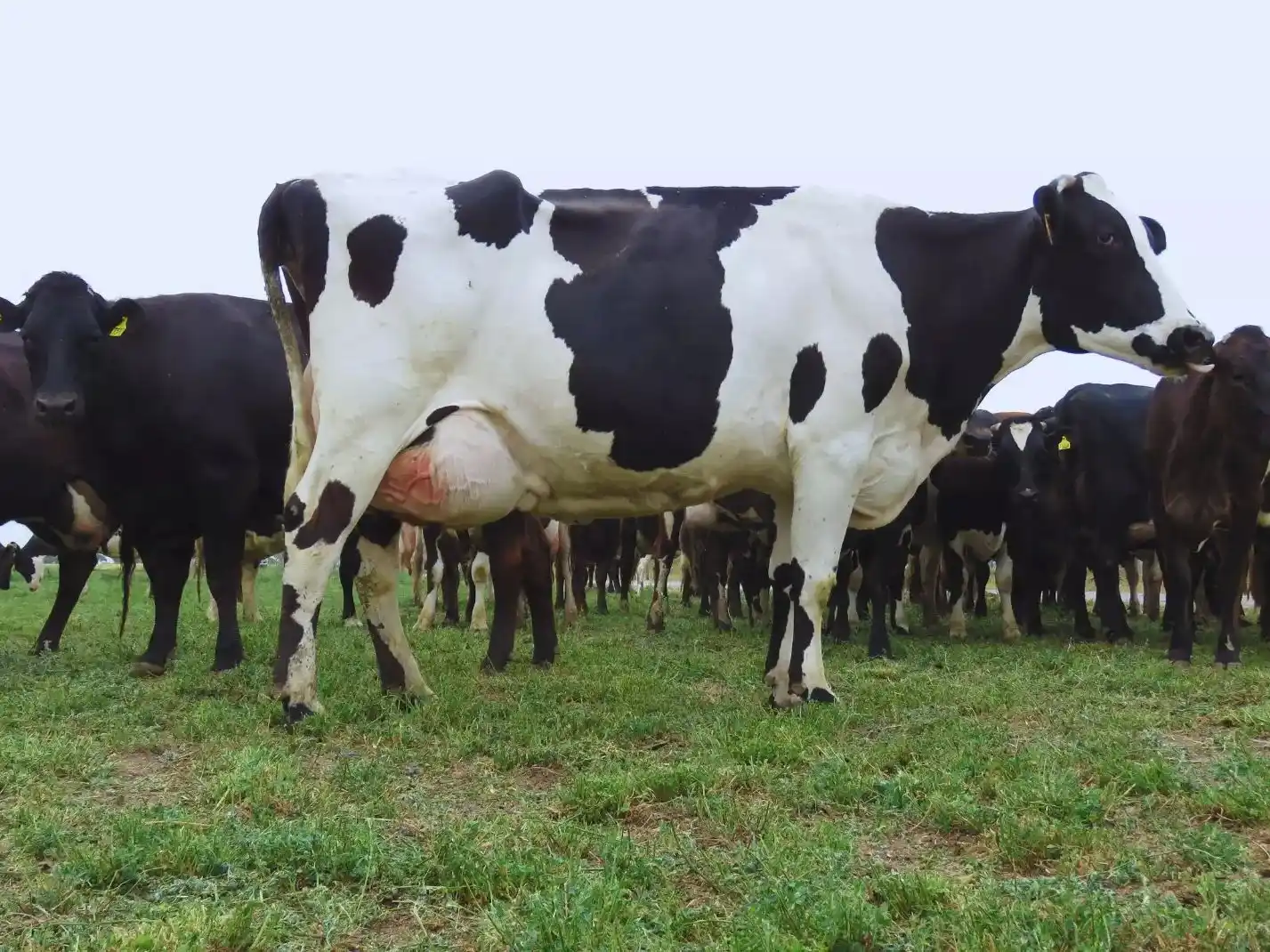 El Inta y la Universidad Nacional del Litoral desarrollan una vacuna para prevenir la mastitis.