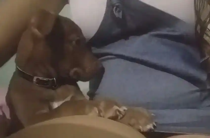 Ternura en las redes: se viralizó un video de un perro que se da cuenta que su dueña está embarazada