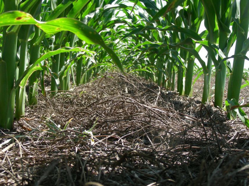 "Entre Ríos registró la campaña agrícola más sustentable de sus últimos 10 años"