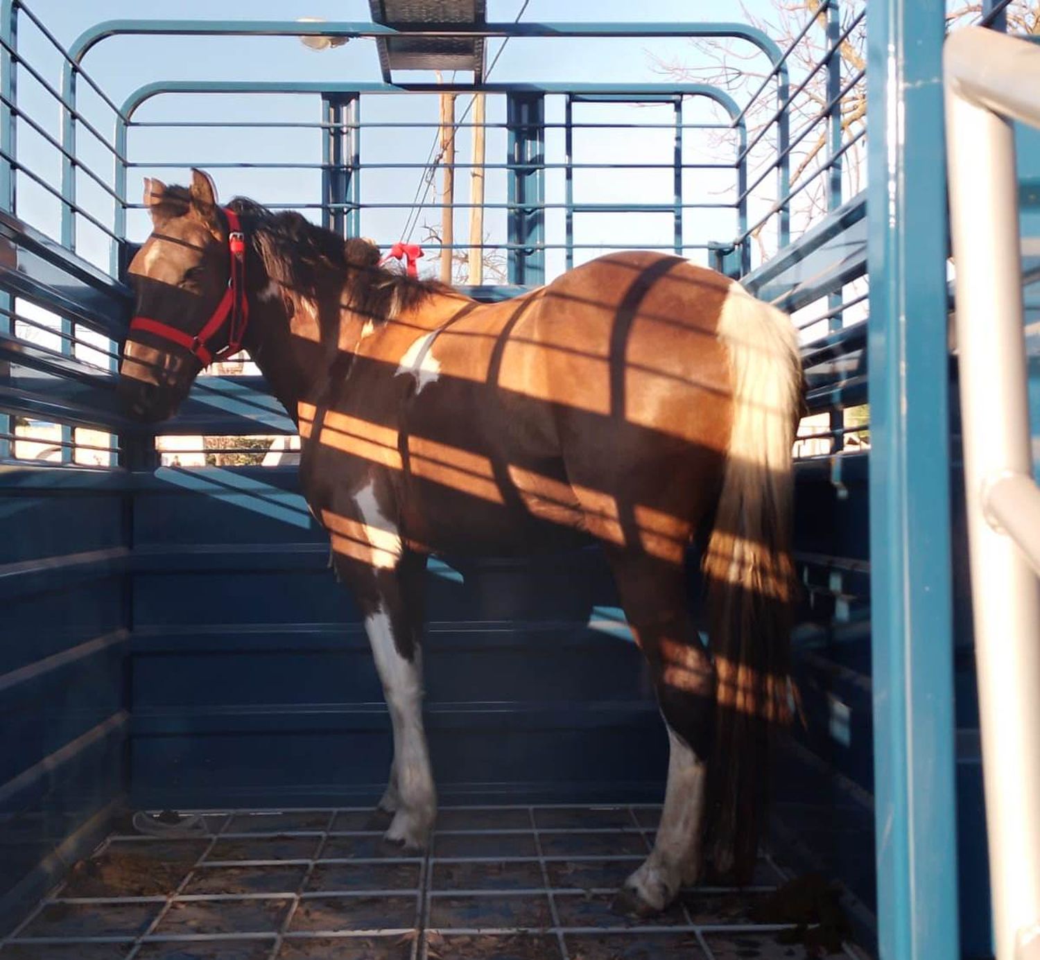 Caballos sueltos fueron trasladados al predio de la Rural