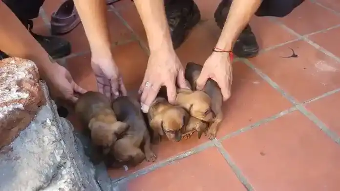 Rescataron a 11 perros y un conejo que eran criados para la venta ilegal