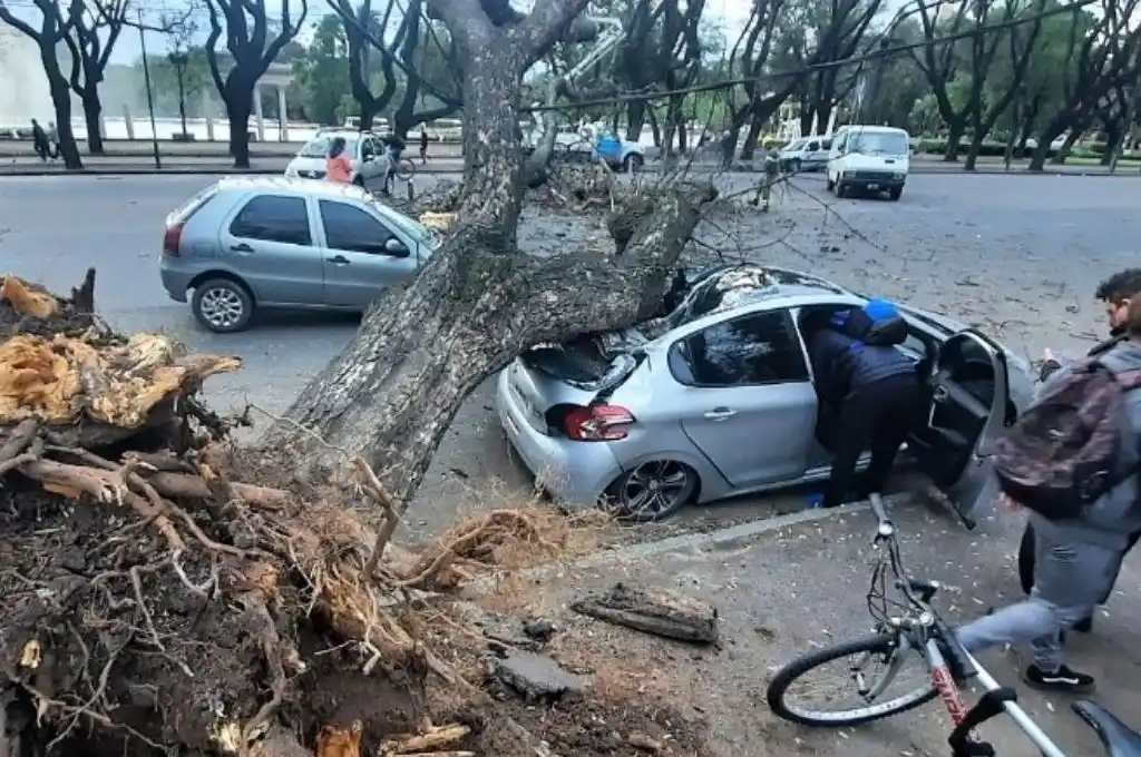 Tremendos destrozos por árboles caídos en Rosario