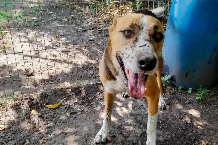 Una jubilada envenenó y mató 16 perros y 12 gatos, para luego suicidarse con el mismo veneno