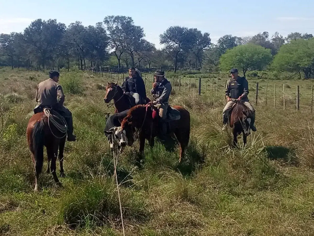 Golpe al abigeato: la Policía frustra el robo de ganado y recupera animales en la frontera
