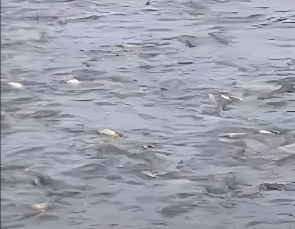 Peces alborotados en la zona del puerto: ¿a qué obedece?