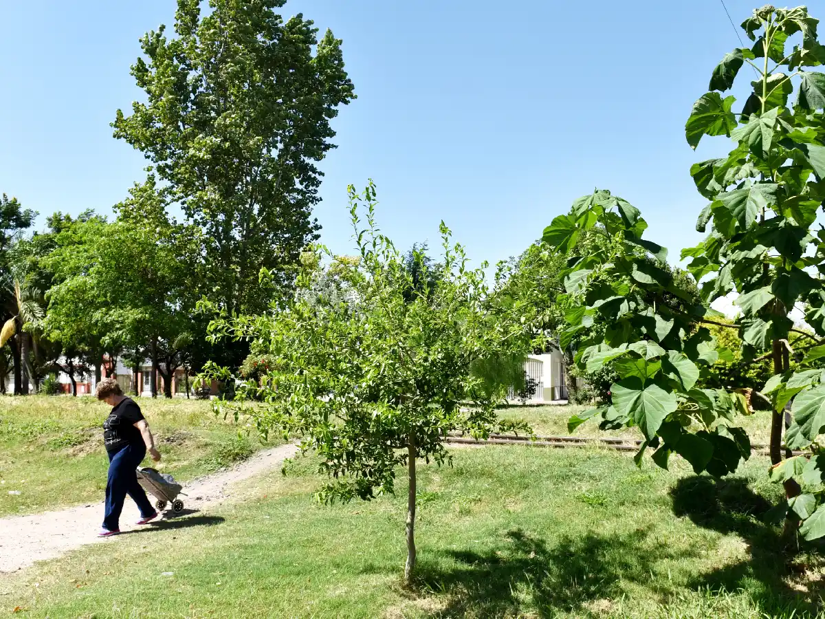 Un parque de árboles autóctonos crece a la par del ferrocarril