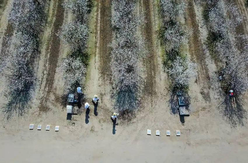 Beeflow: la ciencia al servicio de las abejas