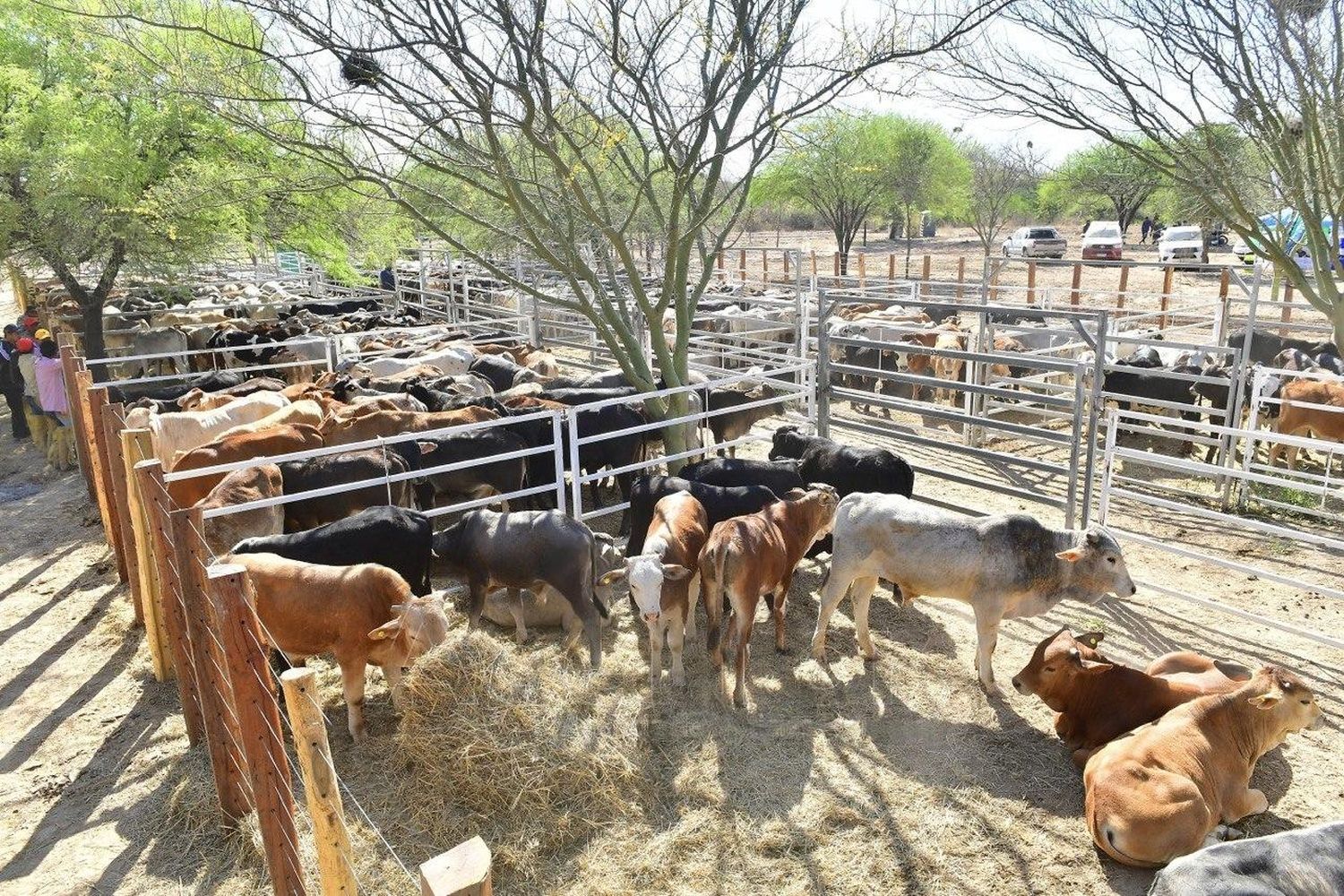 Pequeños productores prepara el quinto remate ganadero en Puerto Irigoyen