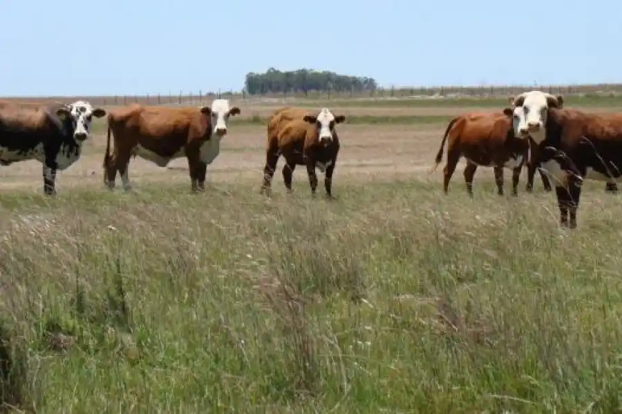 Medioambiente: "libre de deforestación", un certificado gratuito para productores santafesinos