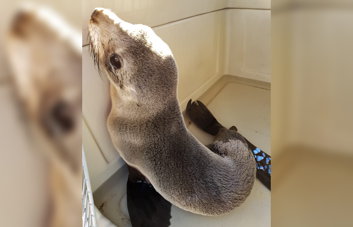 Vicente López: Exitoso rescate a un lobo marino