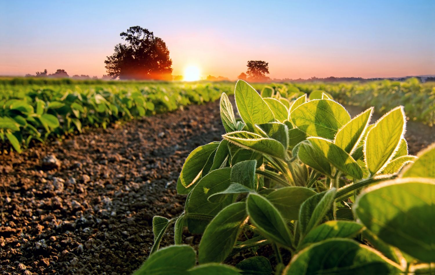 “Una producción agropecuaria sostenible es posible y necesaria”