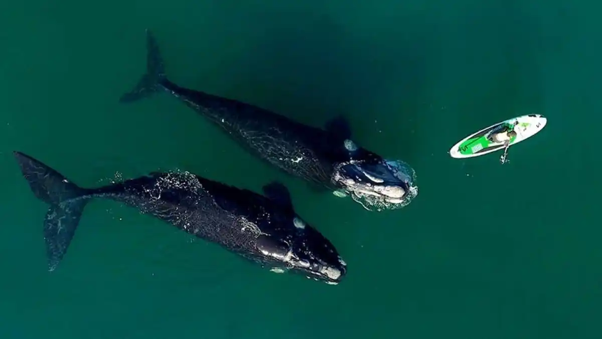 Chubut: recomiendan a deportistas y navegantes no acercarse a las ballenas
