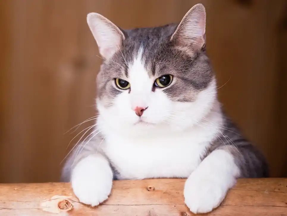 Los gatos no realizan acciones “para molestar”, sino que responden a necesidades físicas, emocionales o ambientales.