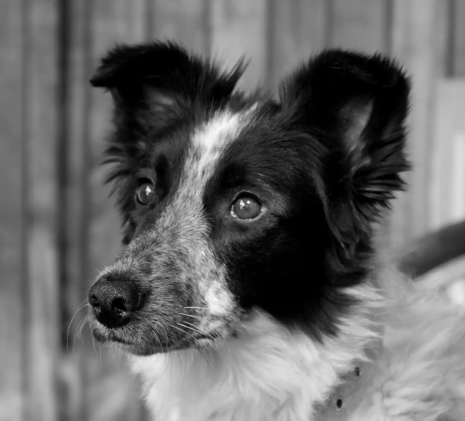 “Podemos juzgar el corazón de una persona por la forma en que trata a los animales.”  I. Kant