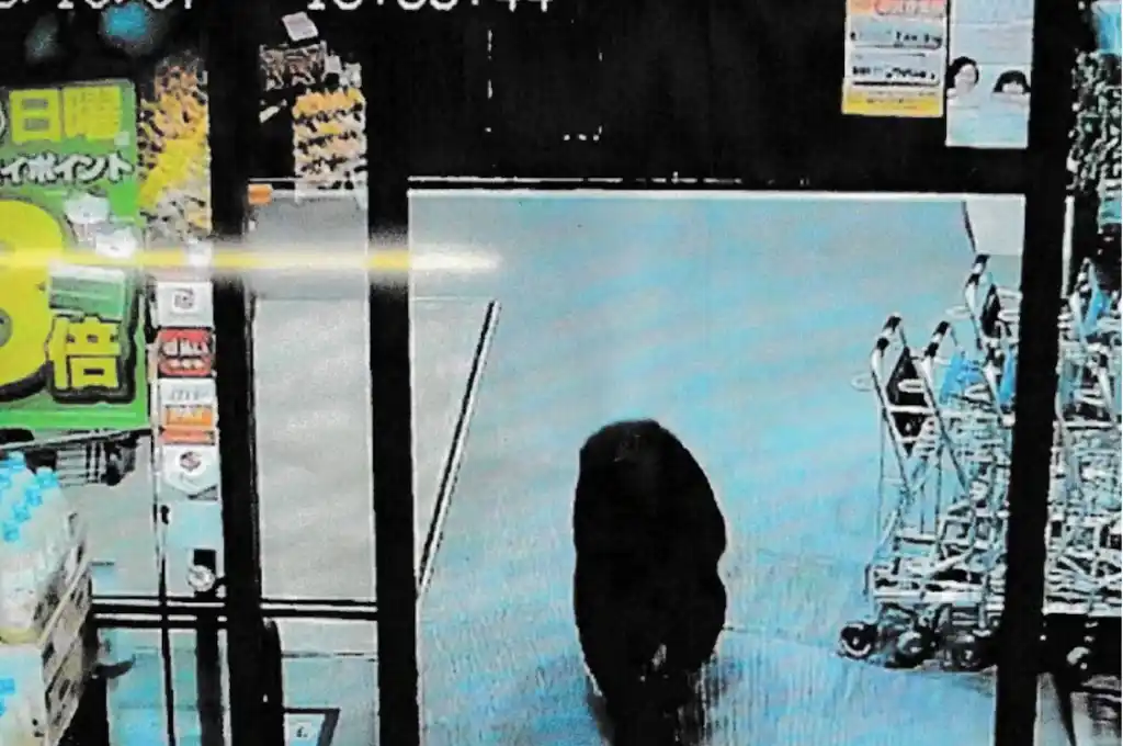 Un oso llegó a recorrer los pasillos de un supermercado en Akita y dejó dos heridos, según informó The Japan Times en octubre. (Foto: AFP)